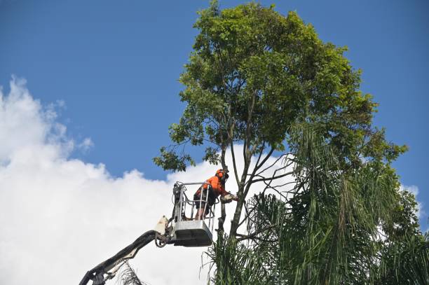 Best Seasonal Cleanup (Spring/Fall)  in Boonton, NJ