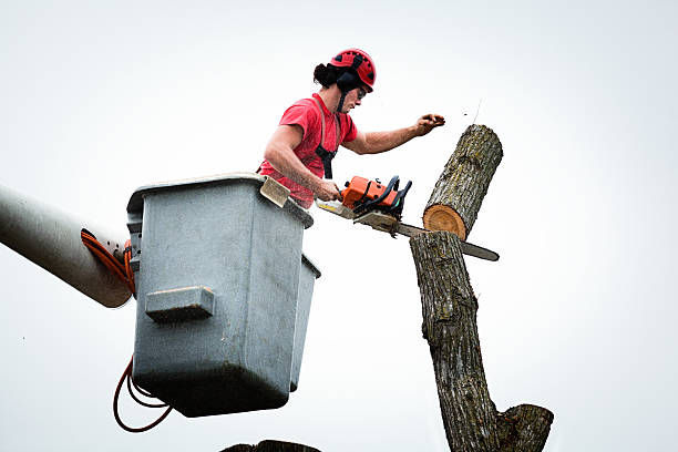 How Our Tree Care Process Works  in  Boonton, NJ